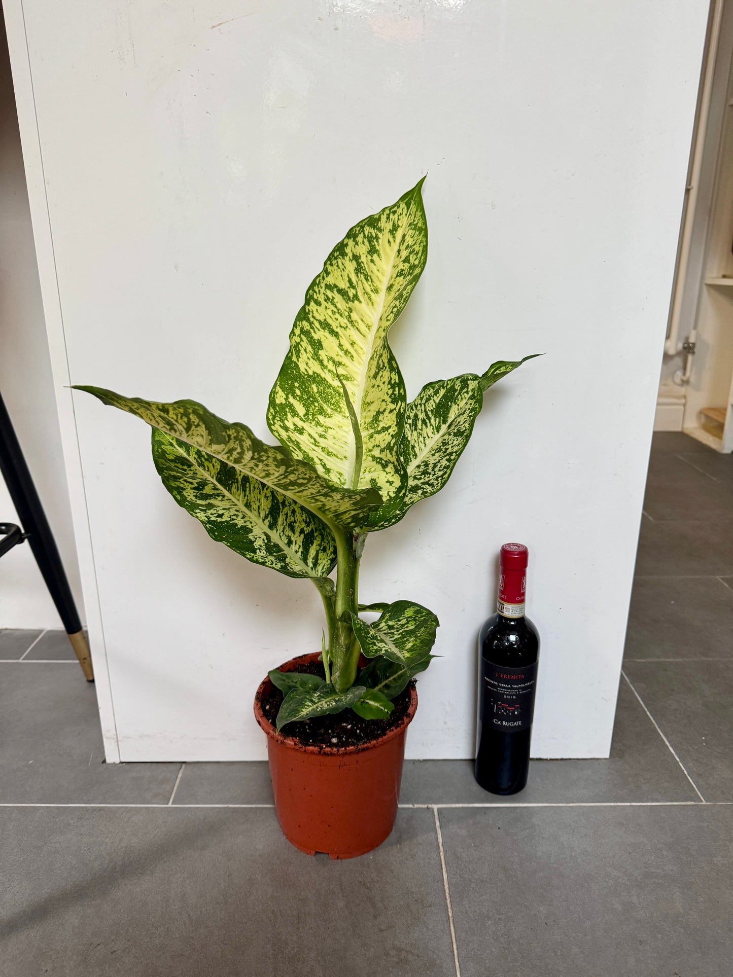 60cm Dieffenbachia Mars