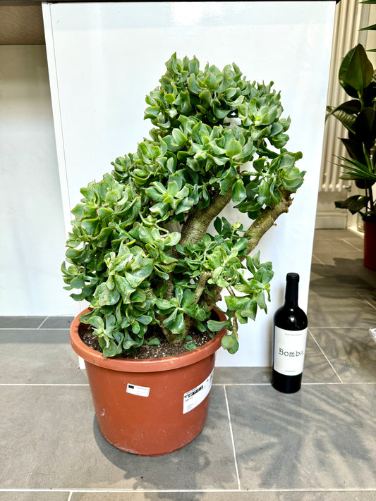 80cm Giant Crassula Arborescens (Silver Jade plant)