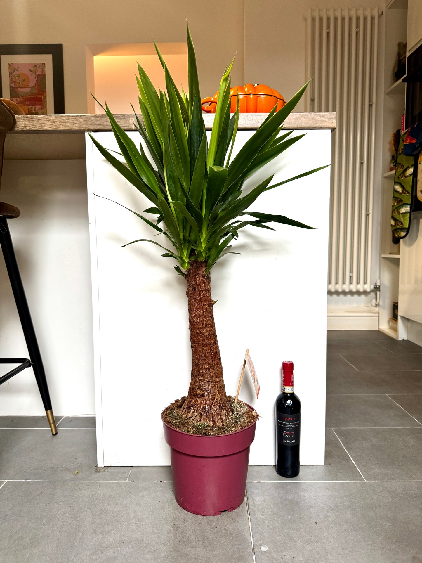 110cm Yucca Maya Tree
