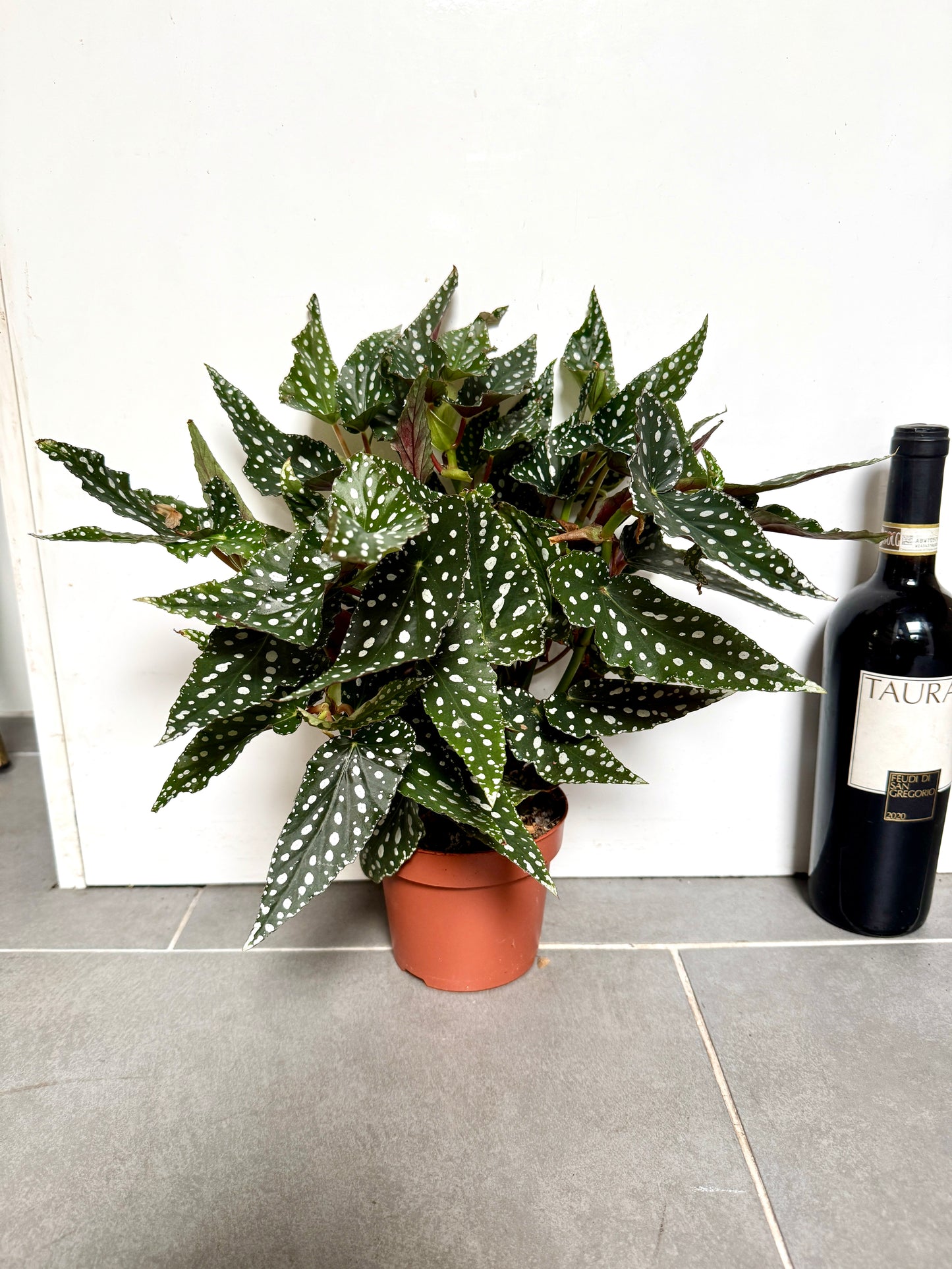 35cm Begonia Maculata