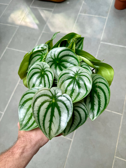30cm Peperomia Watermelon
