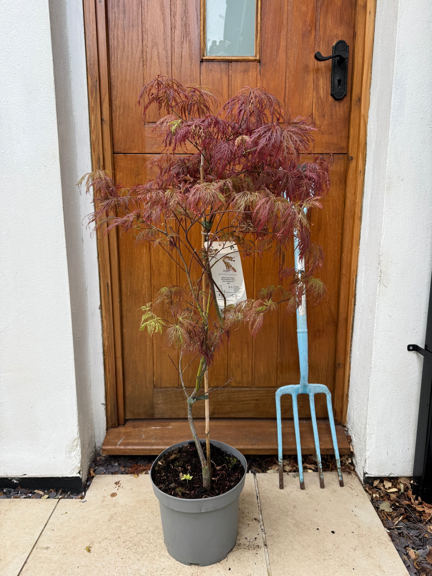 120cm Outdoor Acer Palmatum Garnet