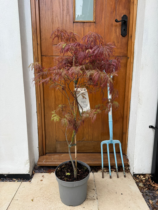 120cm Outdoor Acer Palmatum Garnet