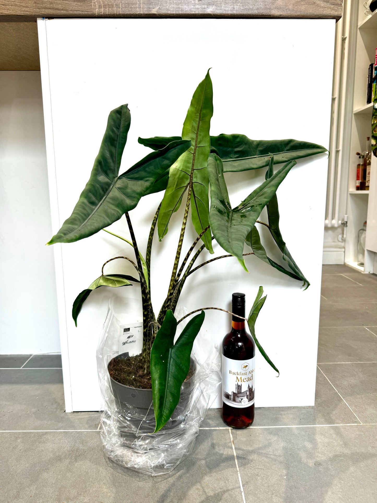 100cm Alocasia Tigrina