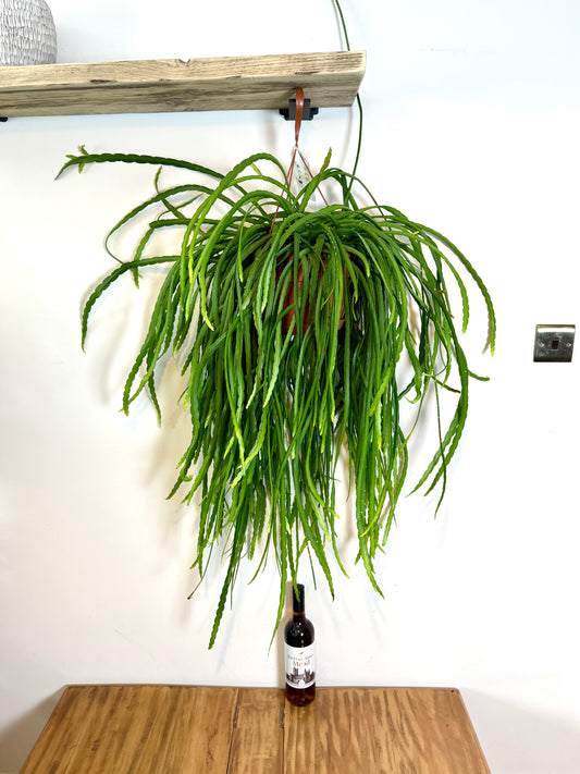 100cm Lepismium Bolivianum