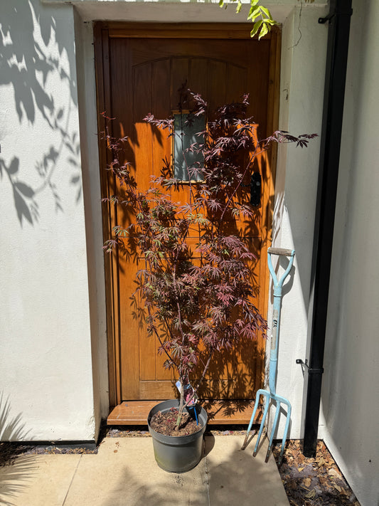 180cm Outdoor Acer Palmatum Trompenburg