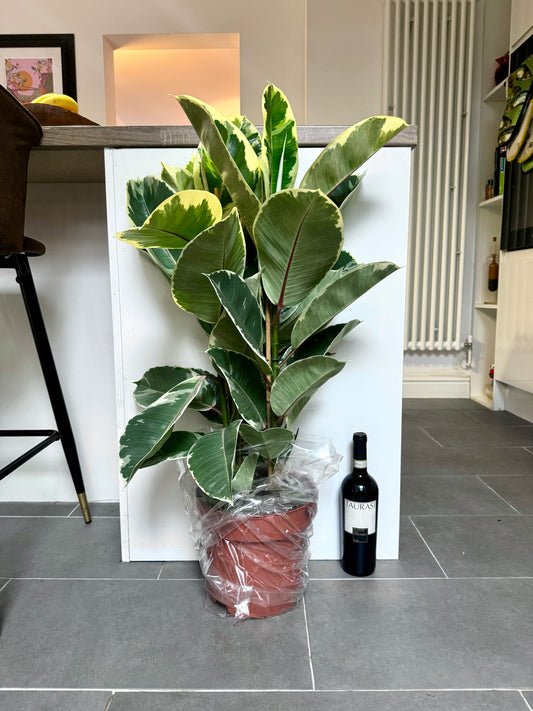100cm Ficus Elastica Tineke