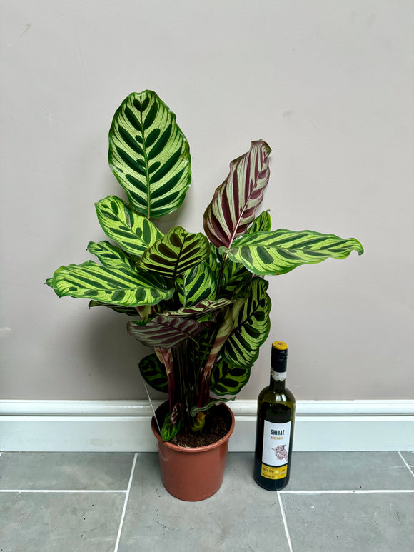 75cm Calathea Makoyan