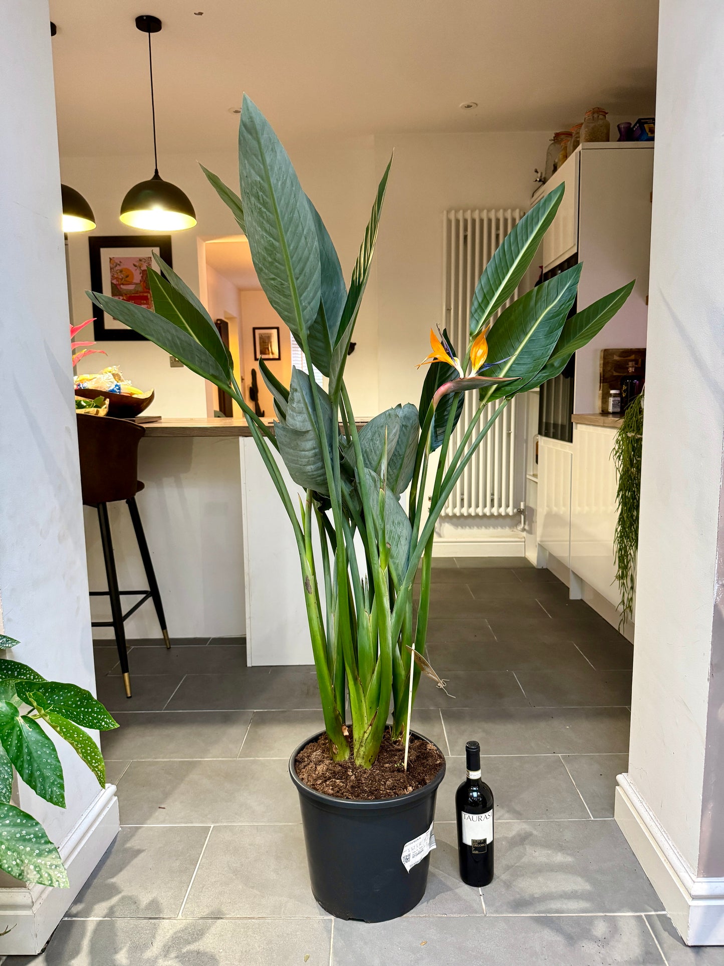 150cm Strelitzia Reginae (Orange Flowering Bird of Paradise)