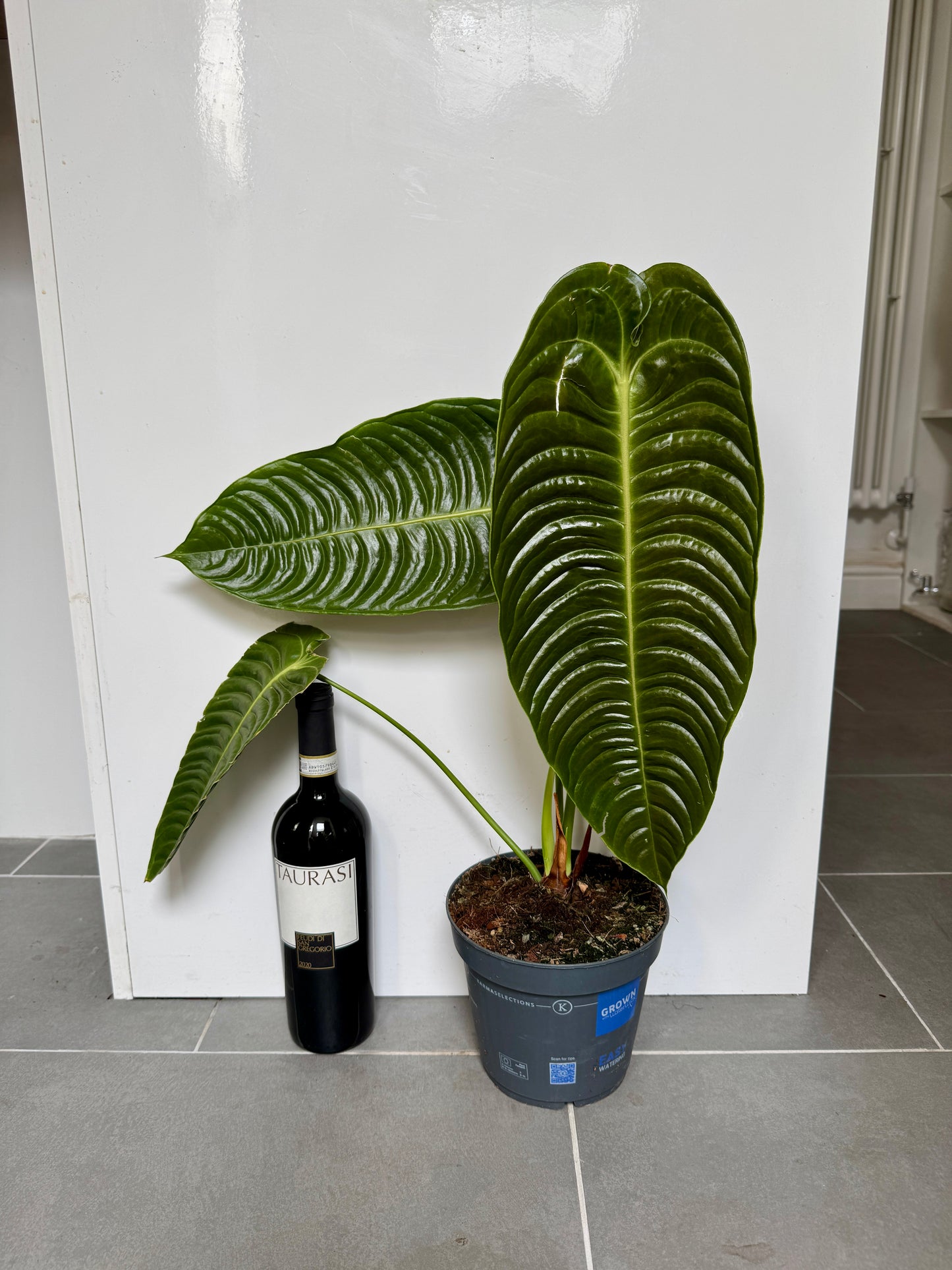 60cm King Anthurium Veitchii