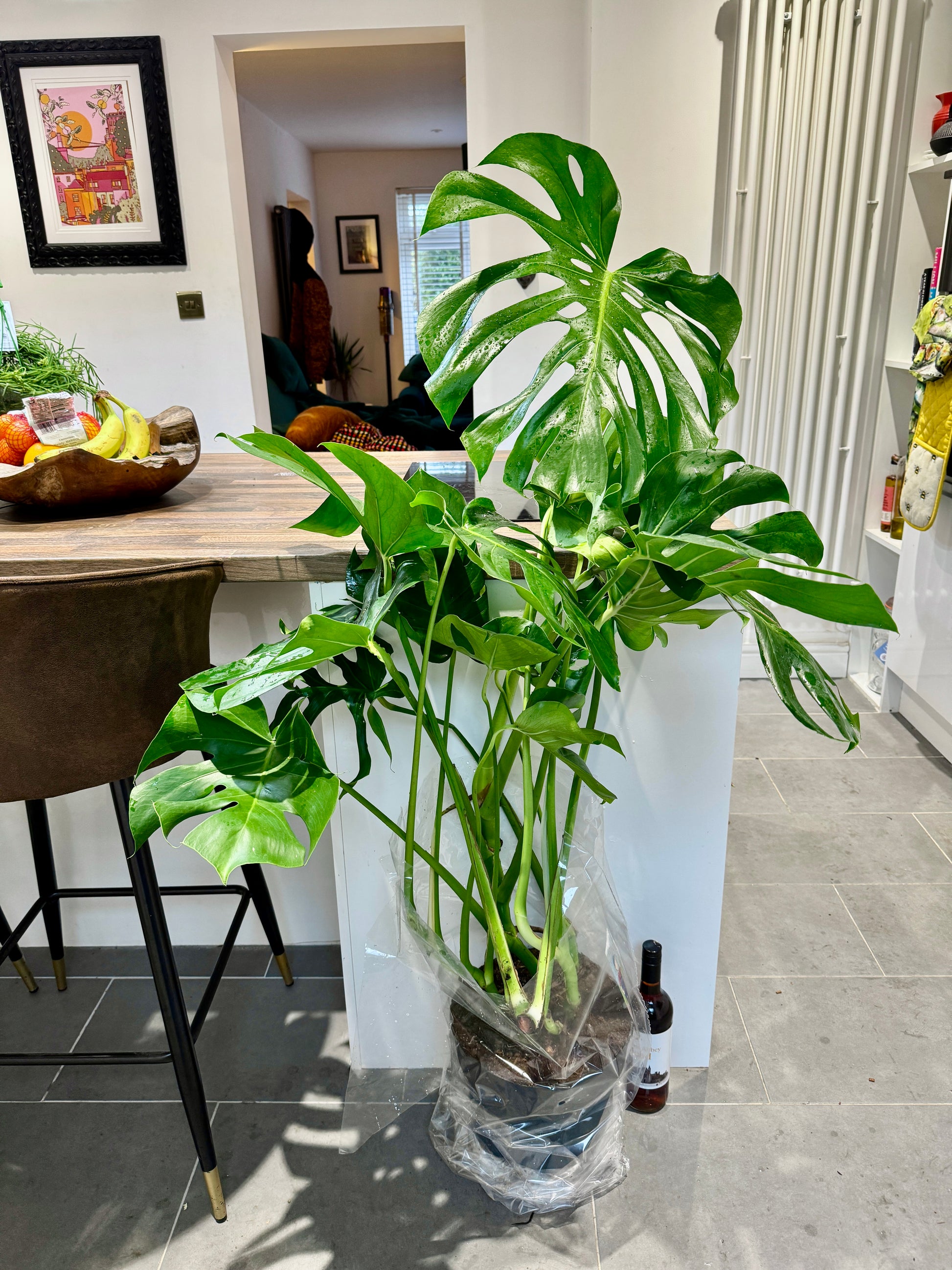 large monstera deliciosa uk 130cm Monstera Deliciosa (Swiss Cheese Plant) – Bristol Plant Man