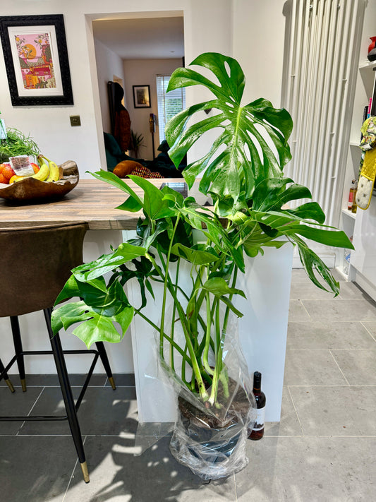 130cm Monstera Deliciosa (Swiss Cheese Plant)