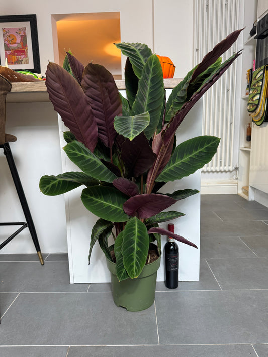 85cm Calathea Warscewiczii