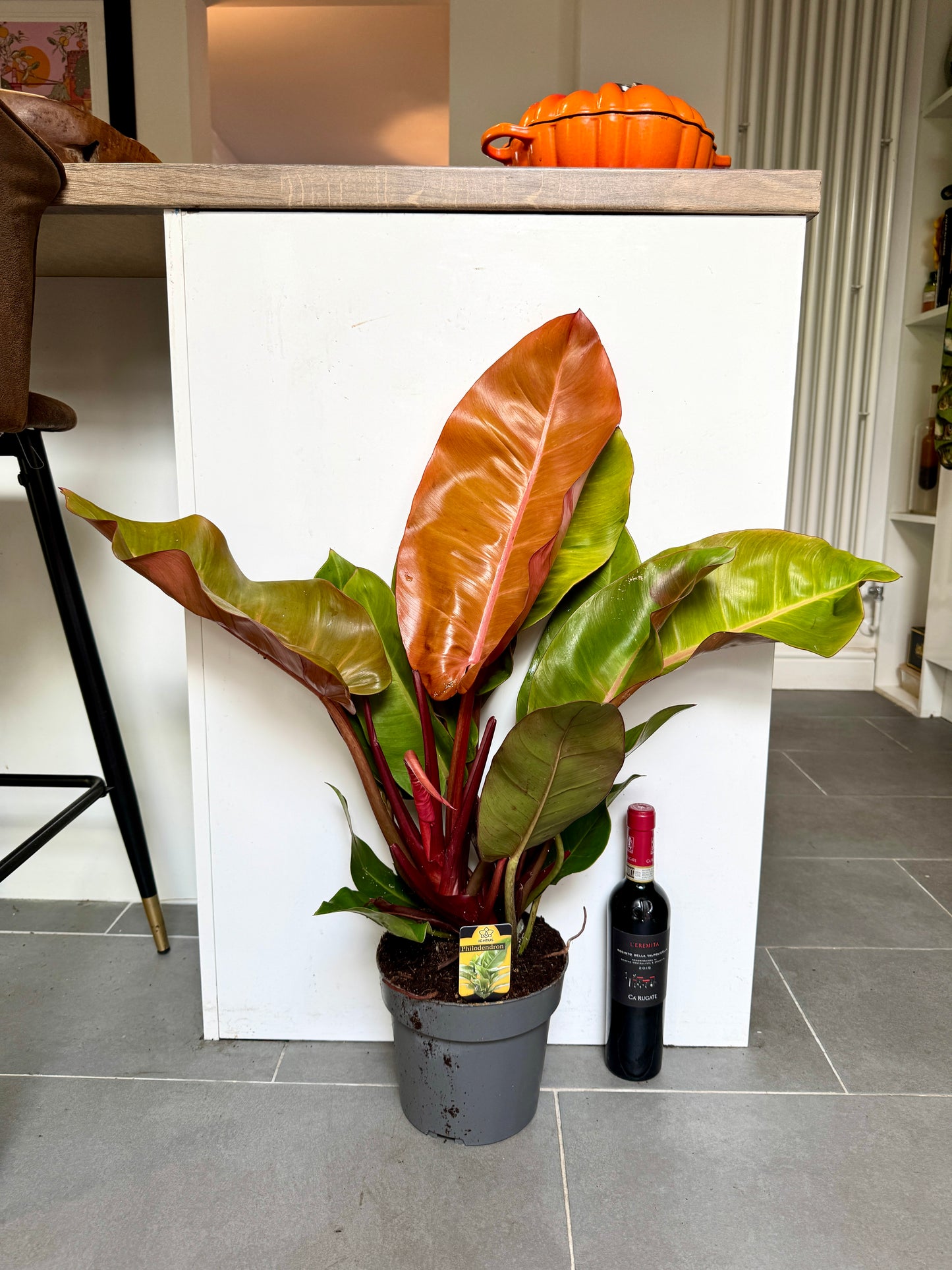 75cm Philodendron Orange Princess
