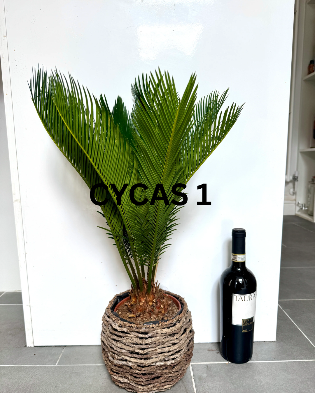60cm Cycas Revoluta (Sago Palm) in Basket