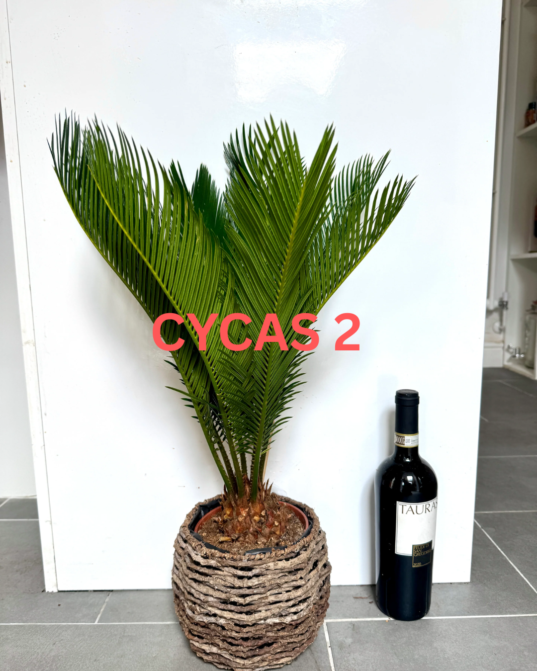 60cm Cycas Revoluta (Sago Palm) in Basket