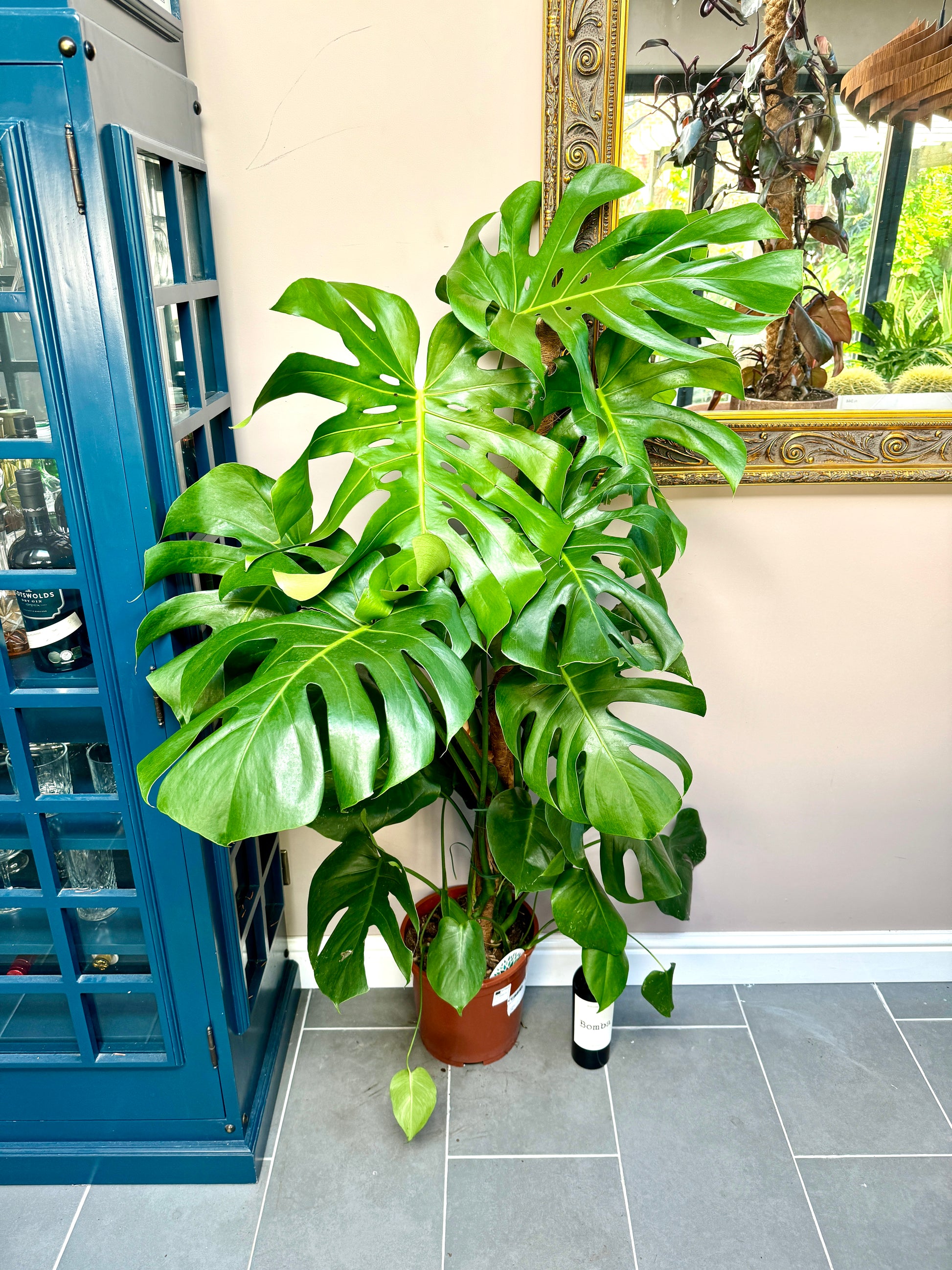 monstera deliciosa 150 cm 150cm Monstera Deliciosa (Swiss Cheese) – Bristol Plant Man