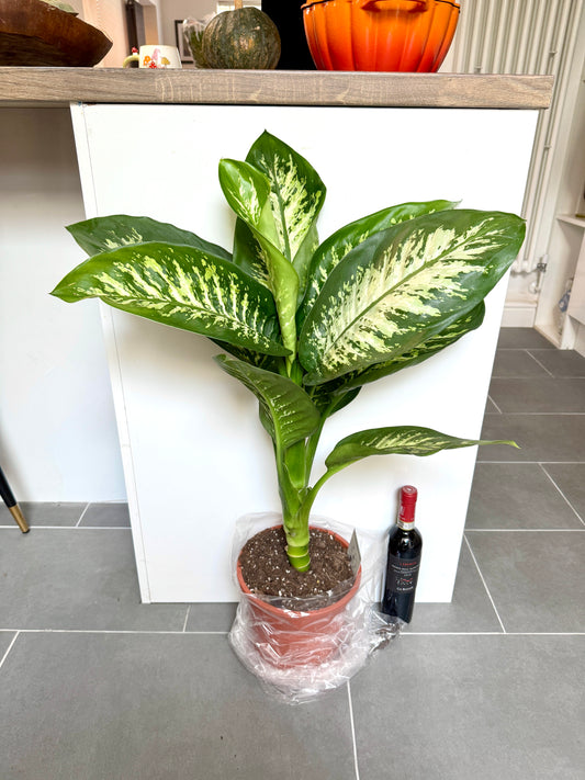 90cm Dieffenbachia Tropic Snow (Dumb Cane)