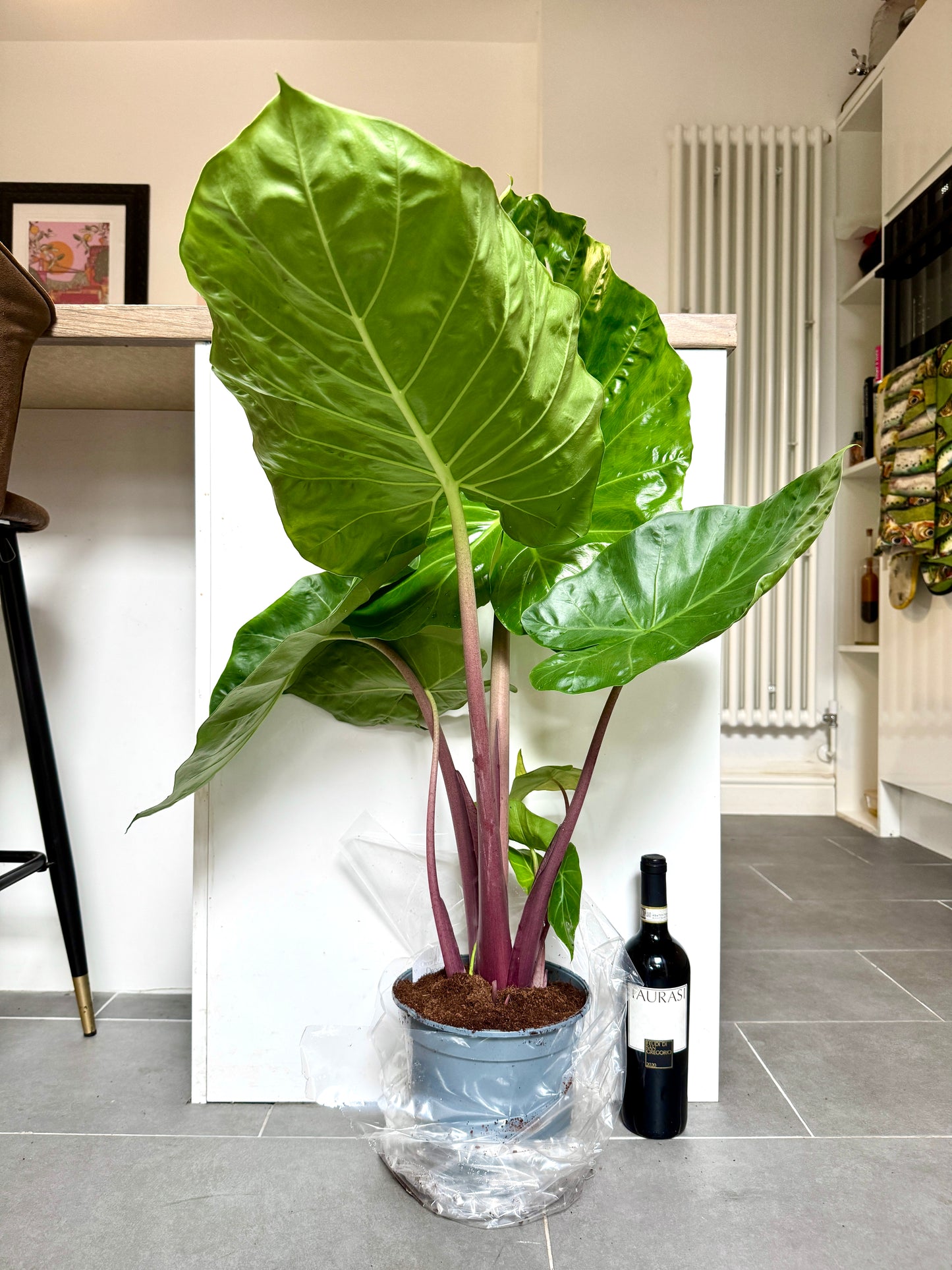 110cm Alocasia Imperial Red