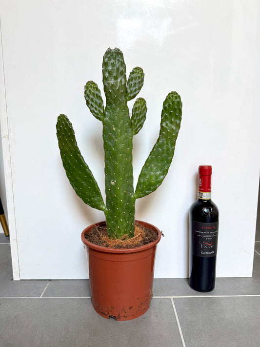 70cm Opuntia Cactus