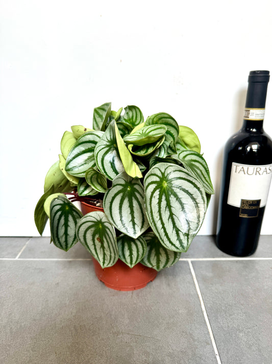 25cm Peperomia Watermelon
