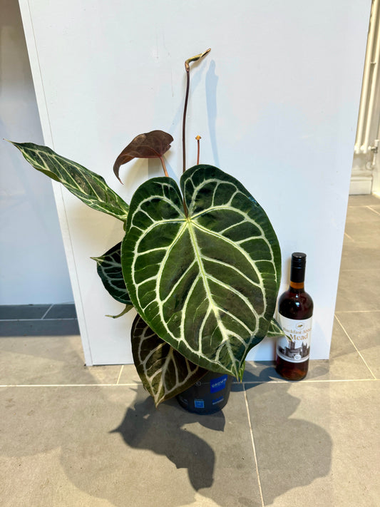 50cm Anthurium Crystal Karma Clarinervium