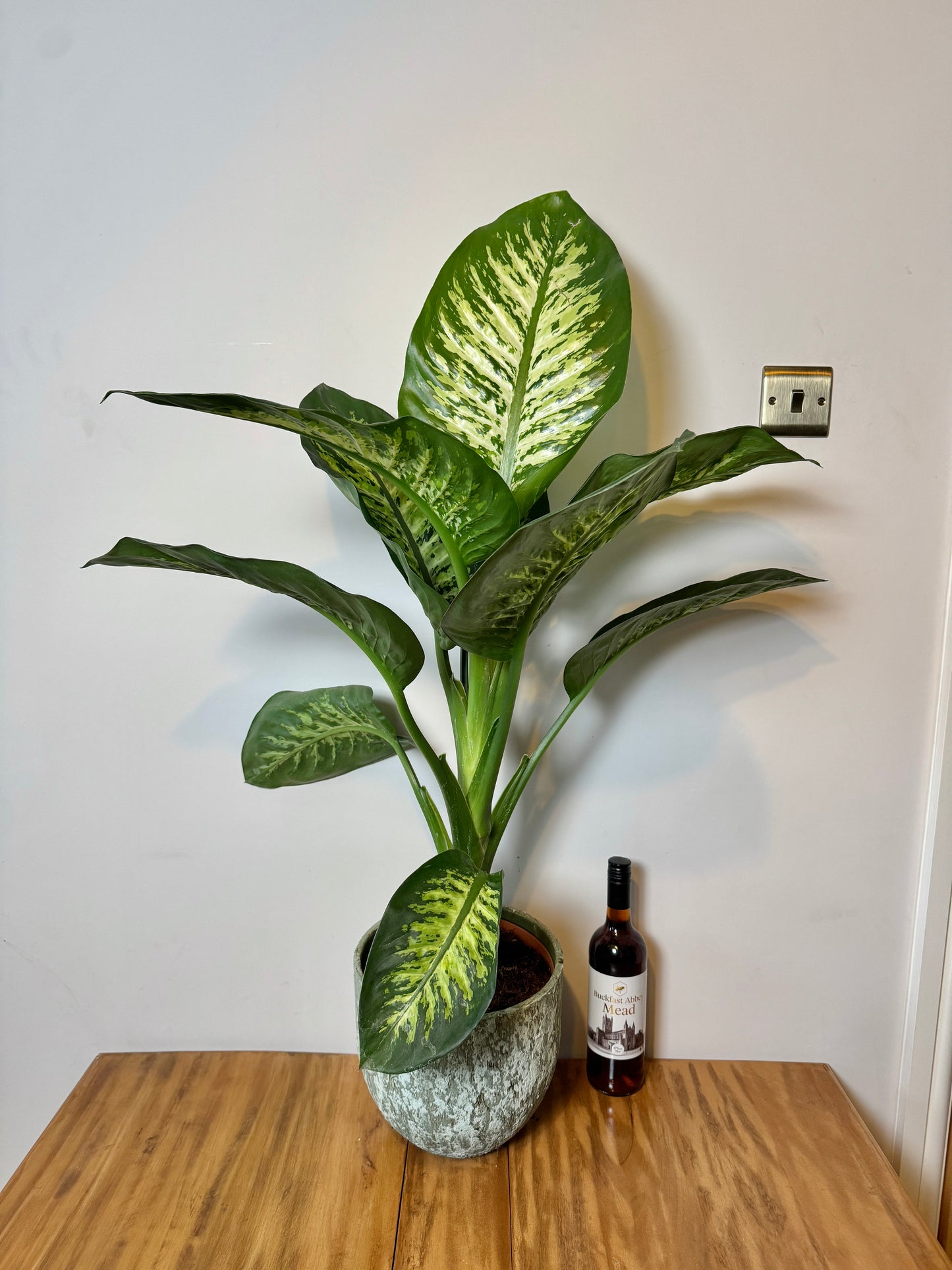 90cm Dieffenbachia Tropic Snow (Dumb Cane)