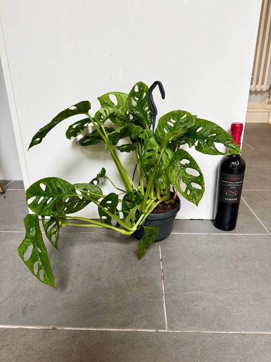 50cm Hanging Monstera Adansonii (Monkey Mask Cheese Plant)