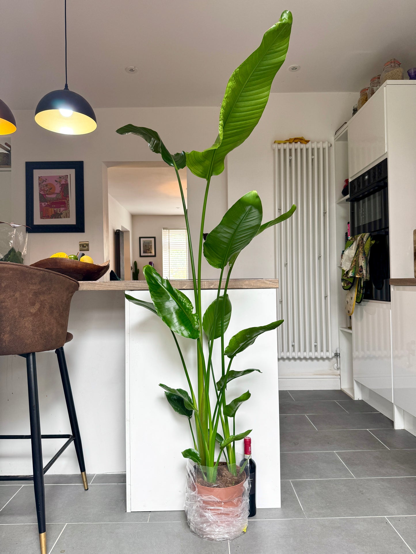 150cm Strelitzia Nicolai (Bird of Paradise)