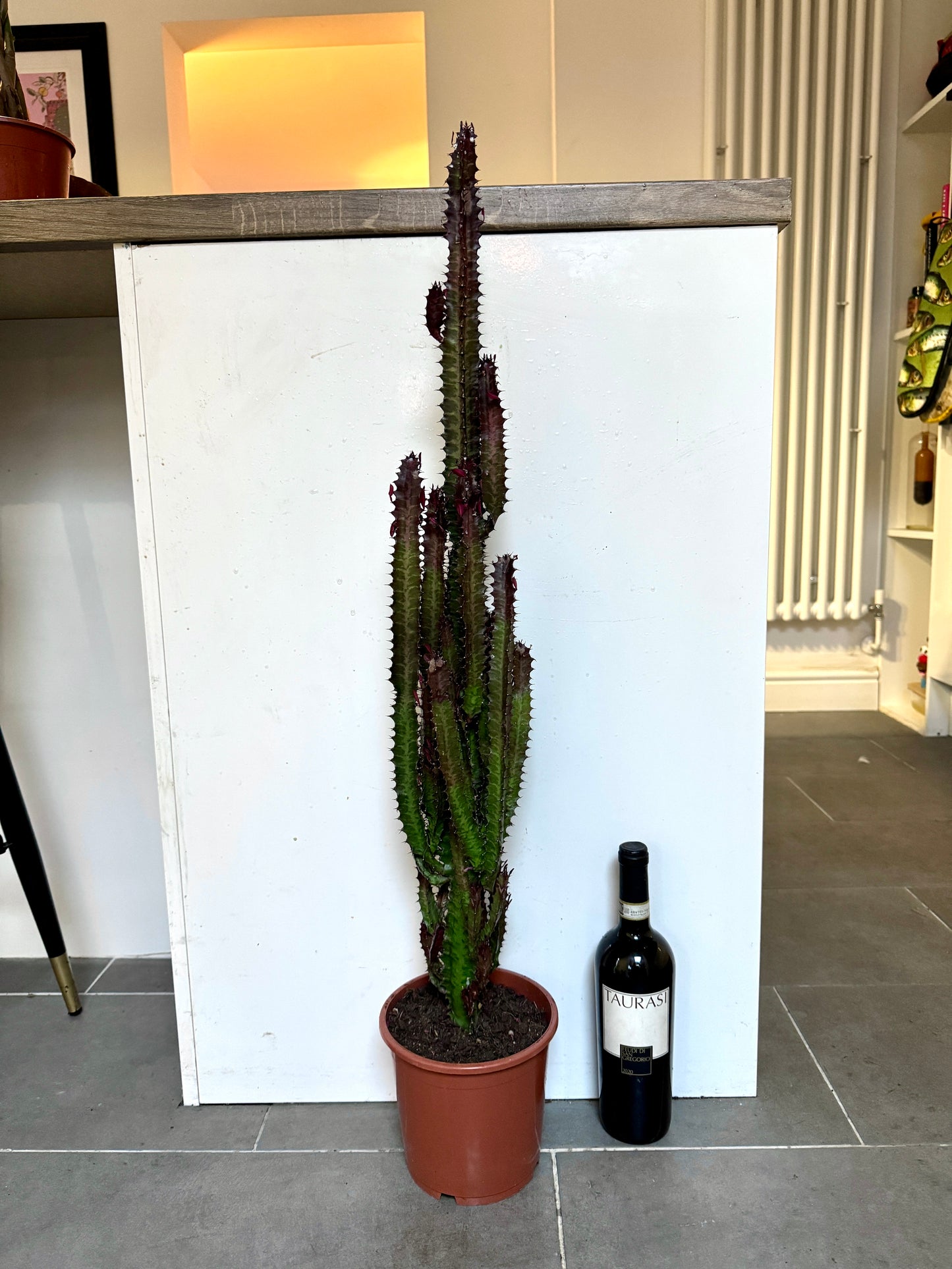95cm Euphorbia Trigona Rubra Cactus