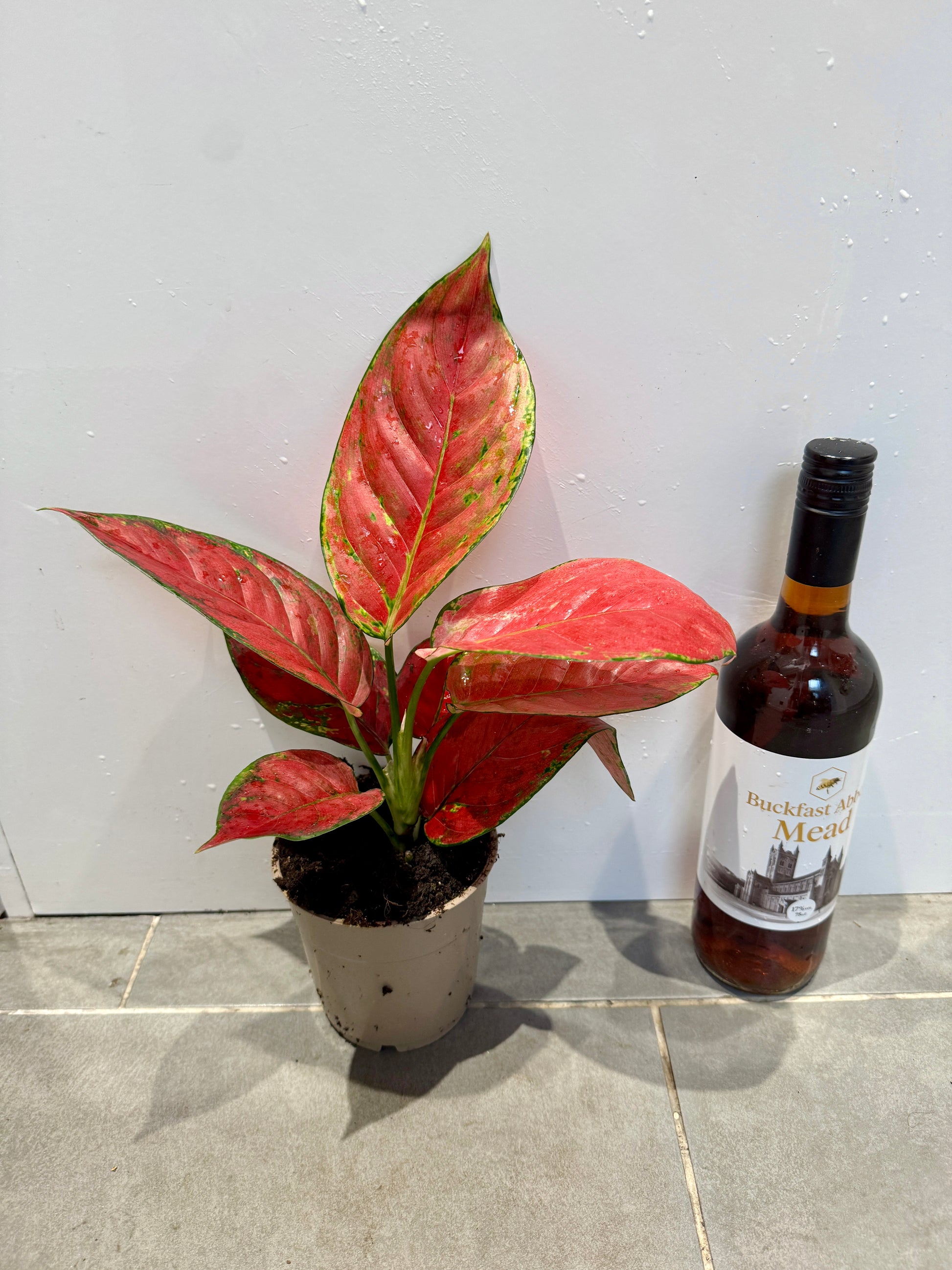 aglaonema fire 30cm Aglaonema Fire Star – Bristol Plant Man