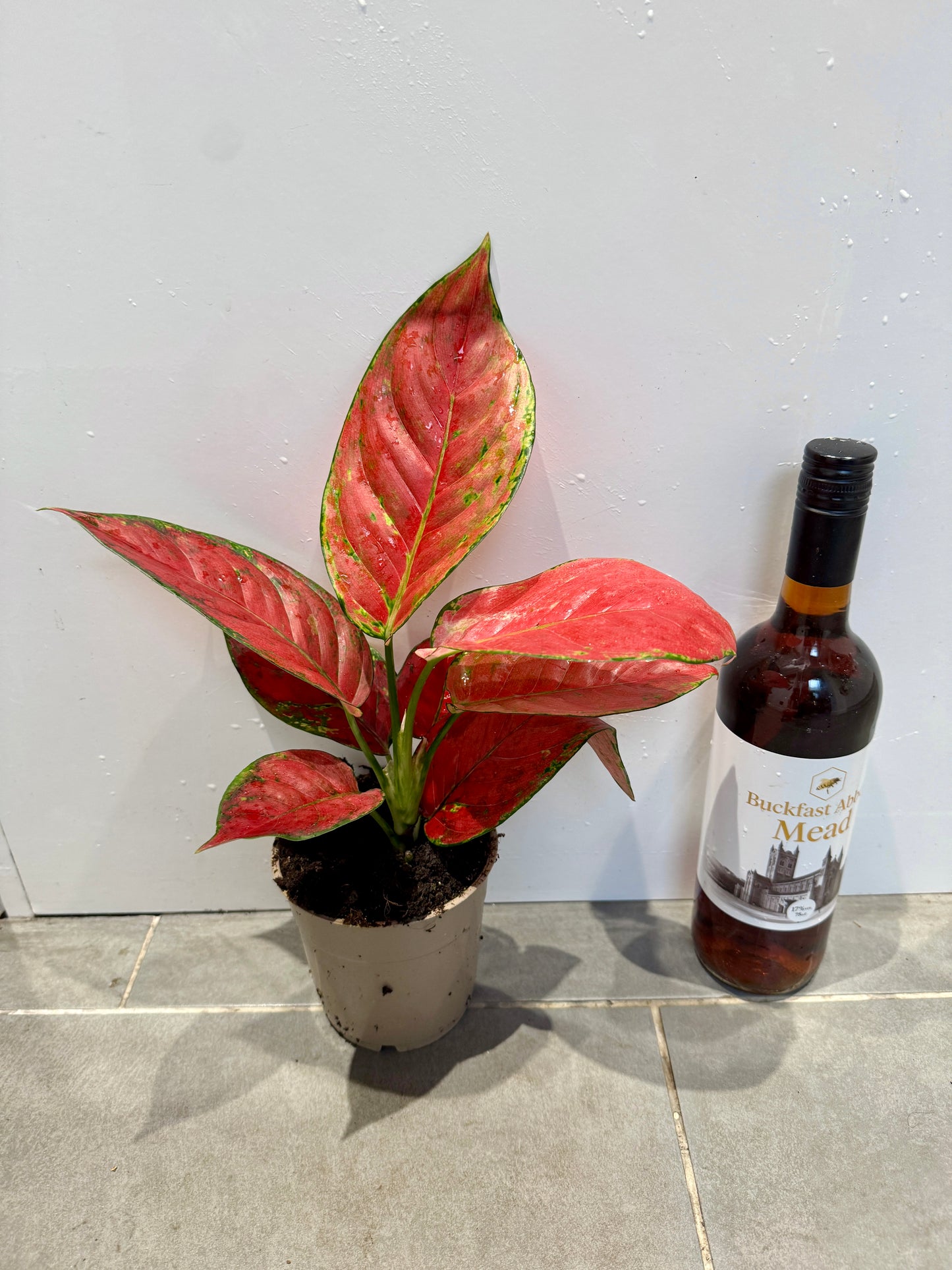 30cm Aglaonema Fire Star
