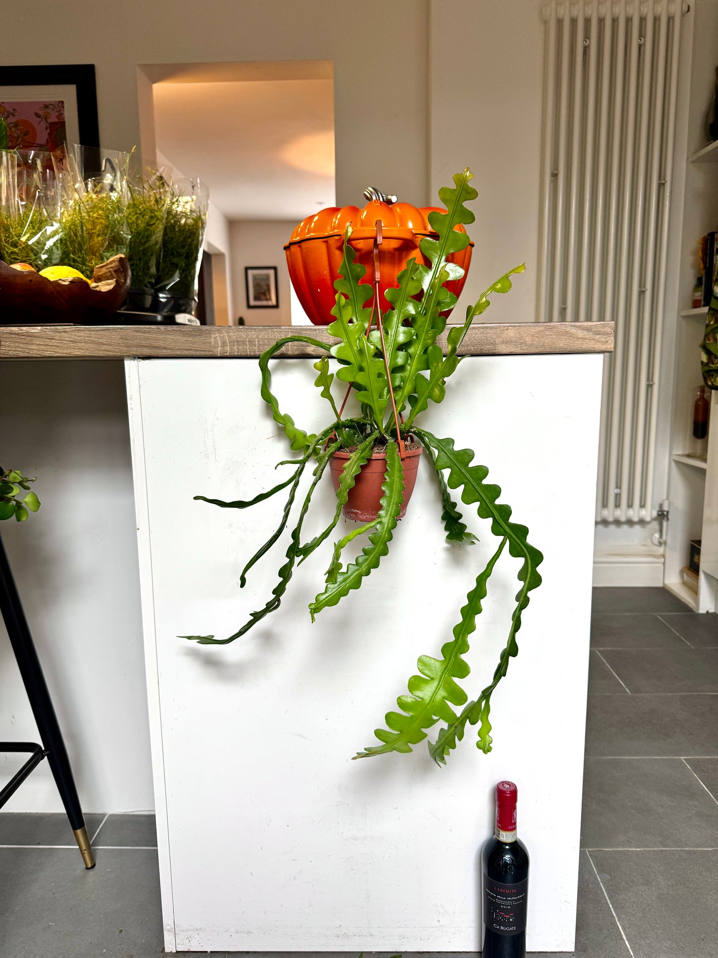 60cm Fish Bone Cactus (Epiphyllum Anguliger)