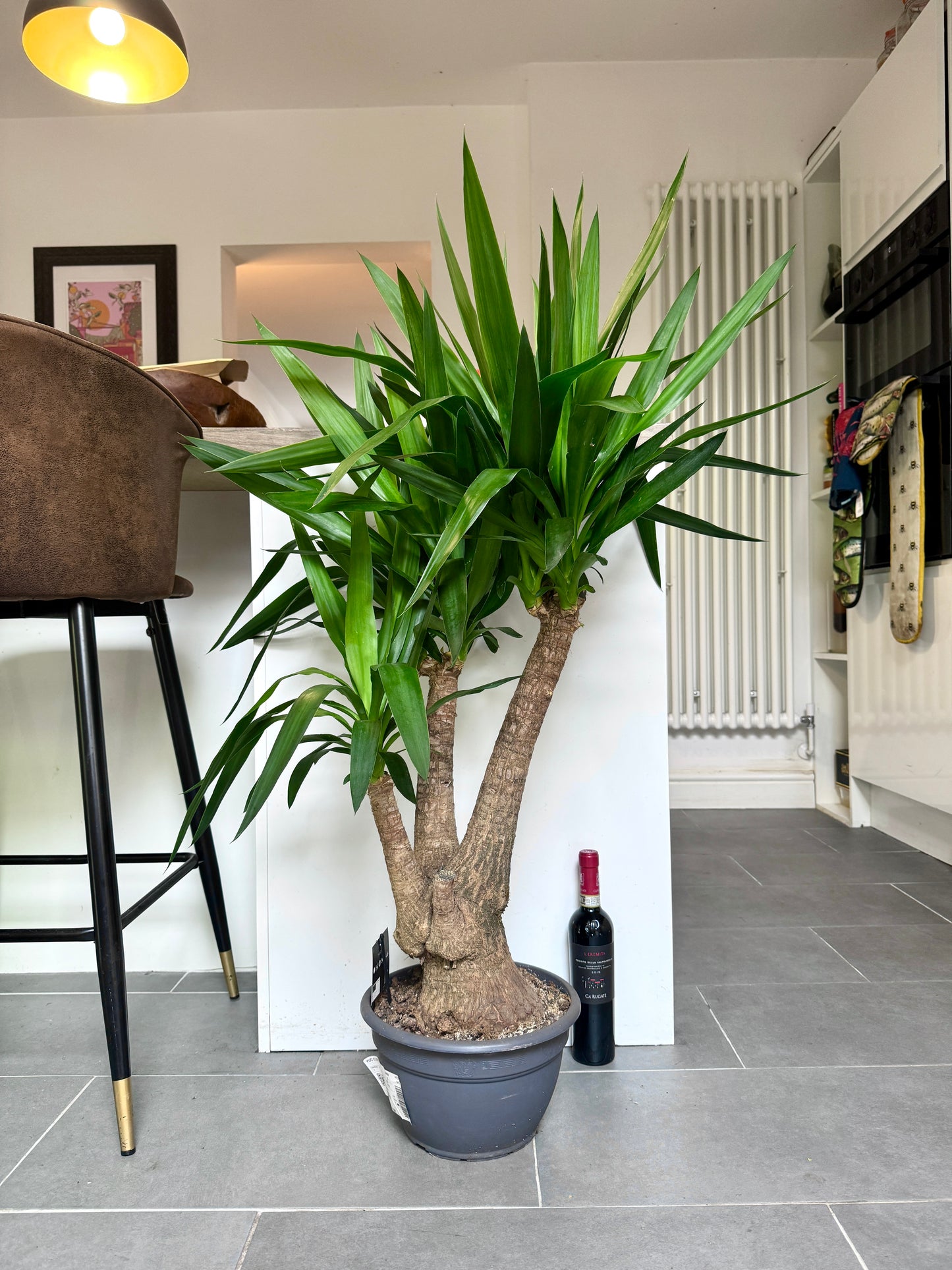 125cm Branched Yucca Tree