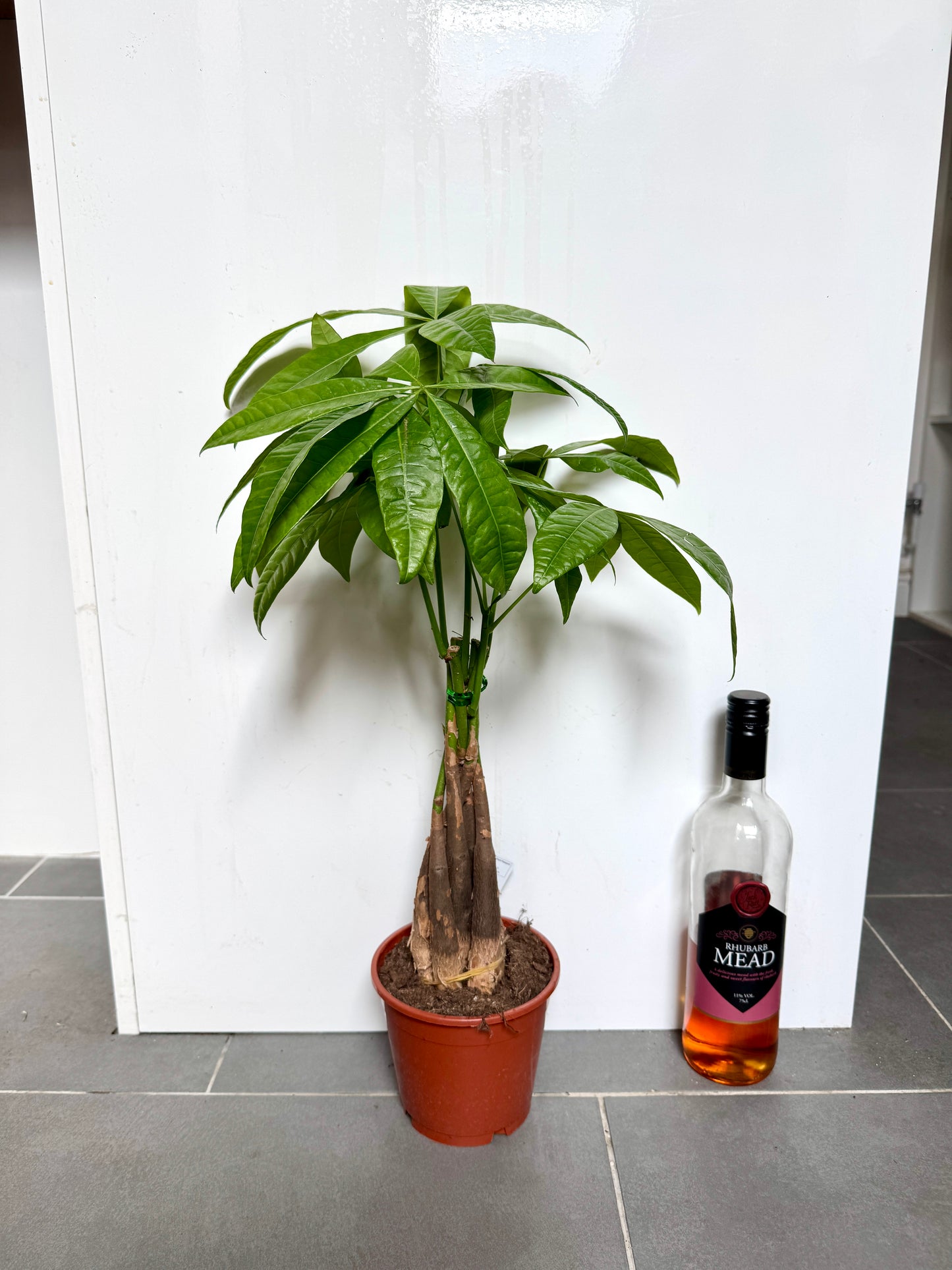 60cm Pachira Aquatica (Money Tree)