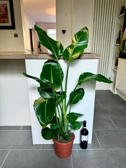 120cm Strelitzia Nicolai (Bird of Paradise)