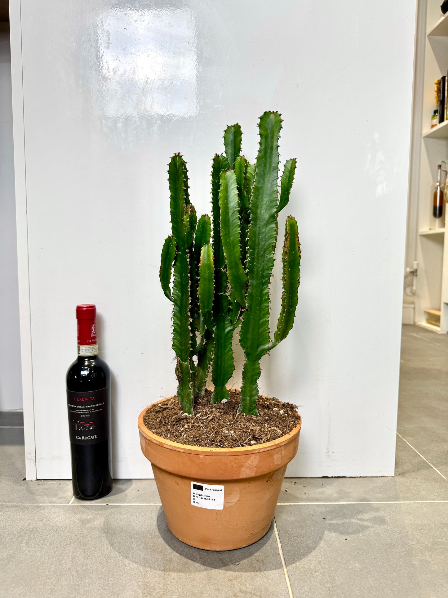 60cm Euphorbia Cactus in Terracotta Pot