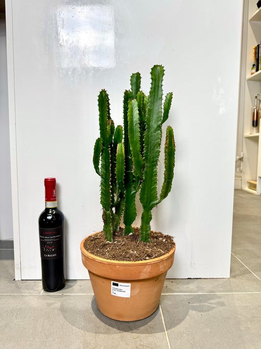 60cm Euphorbia Cactus in Terracotta Pot