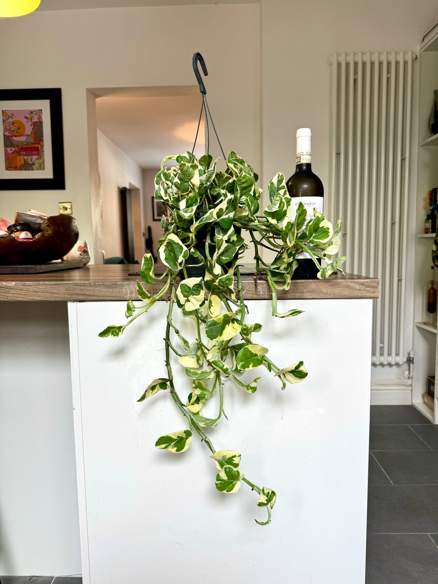 80cm Hanging Epipremnum Njoy