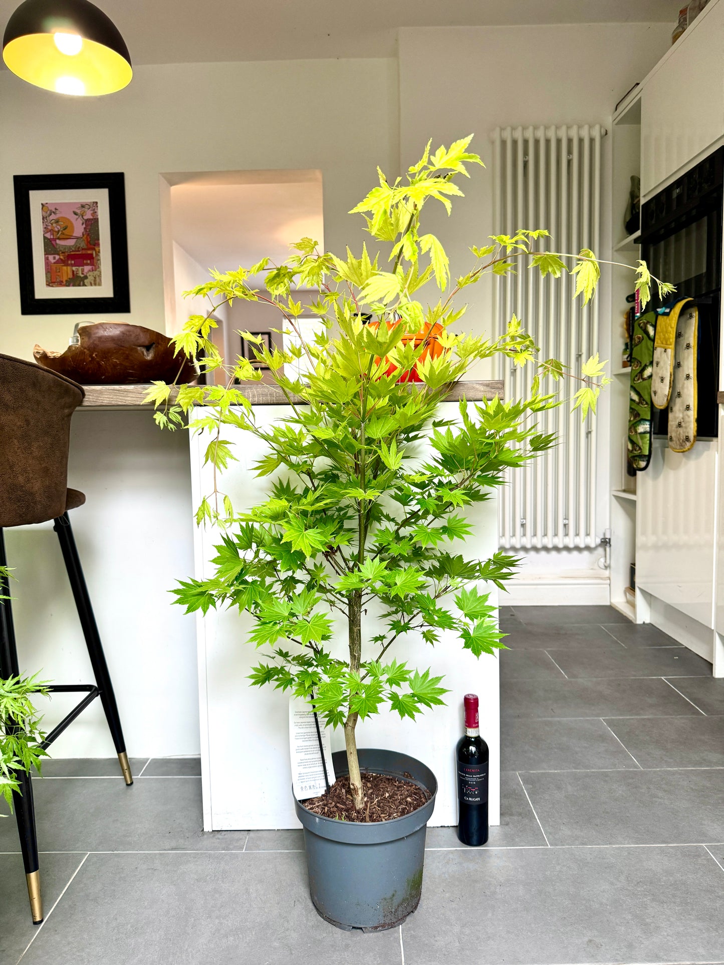 130cm Outdoor Acer Shirasawanum Jordan Tree