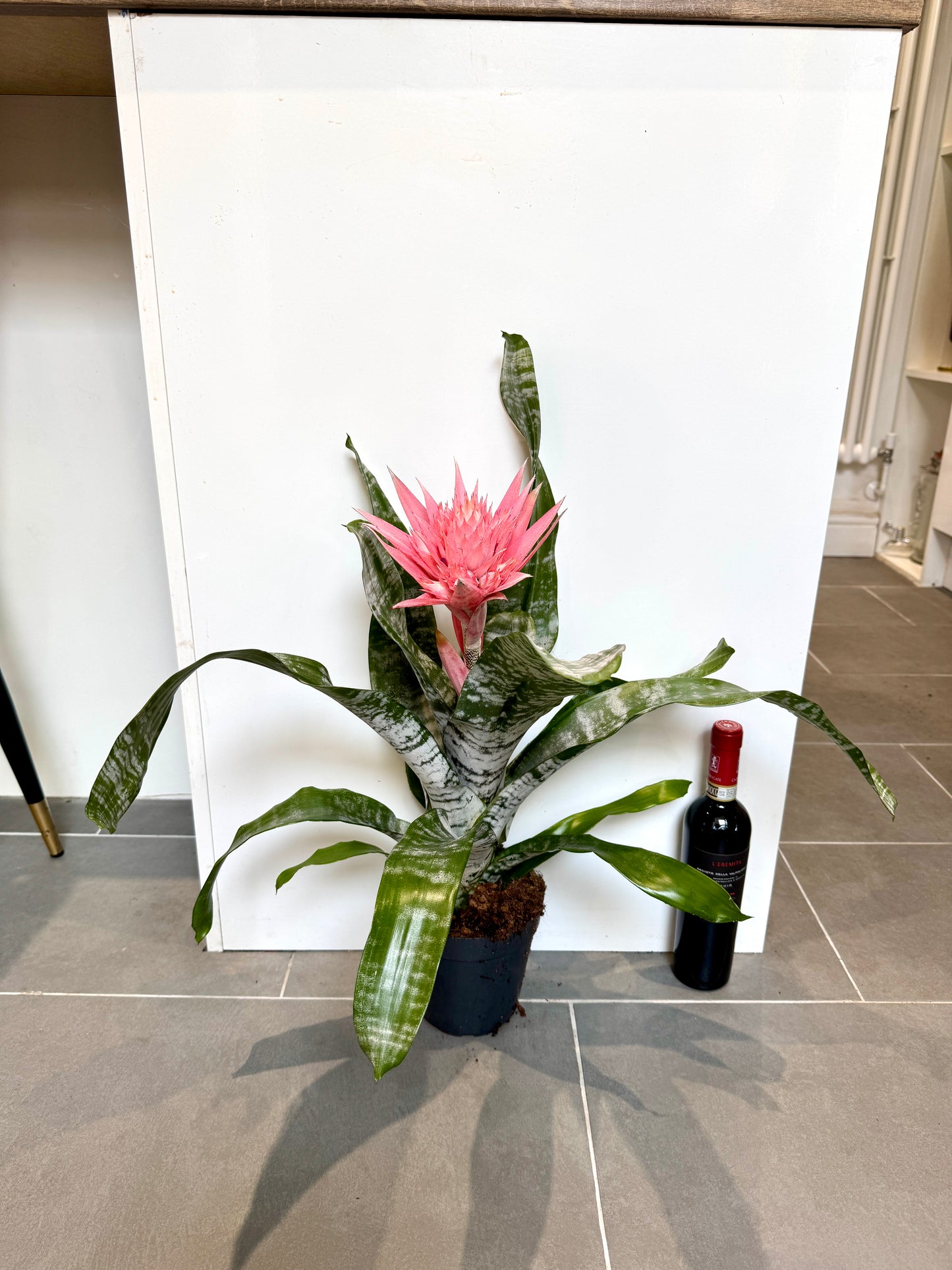 50cm Pink Aechmea Fasciata
