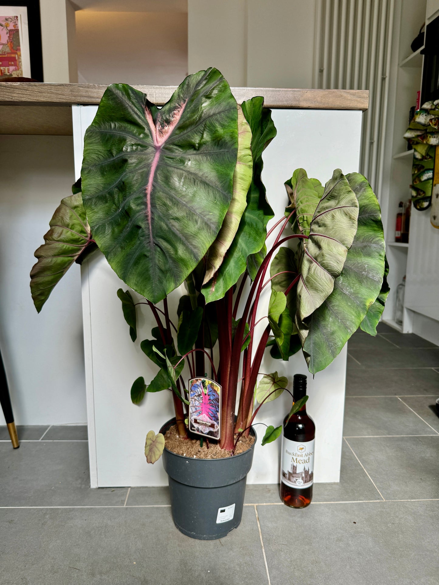 90cm Colocasia Esculenta
