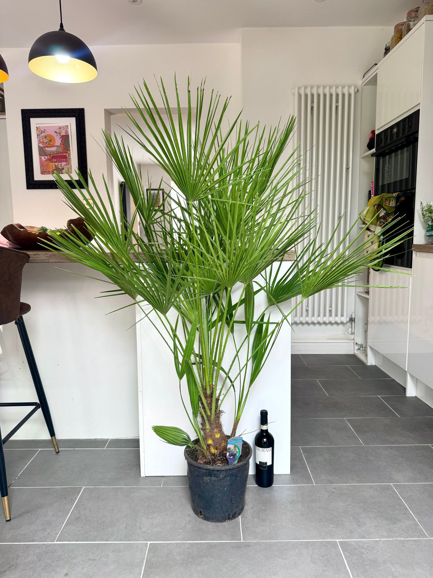 140cm Chamaerops Humilis (Dwarf Fan Palm)