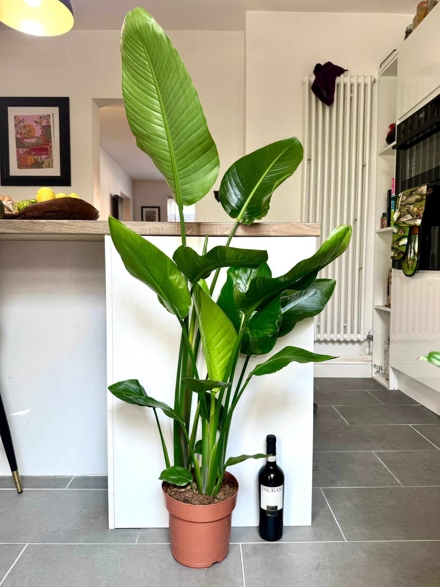 130cm Strelitzia Nicolai (Bird of Paradise)