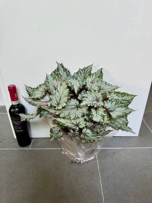 40cm Begonia Silver