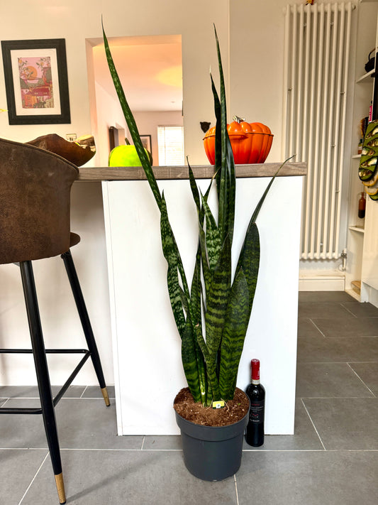120cm Giant Sansevieria Zeylanica (Snake Plant)