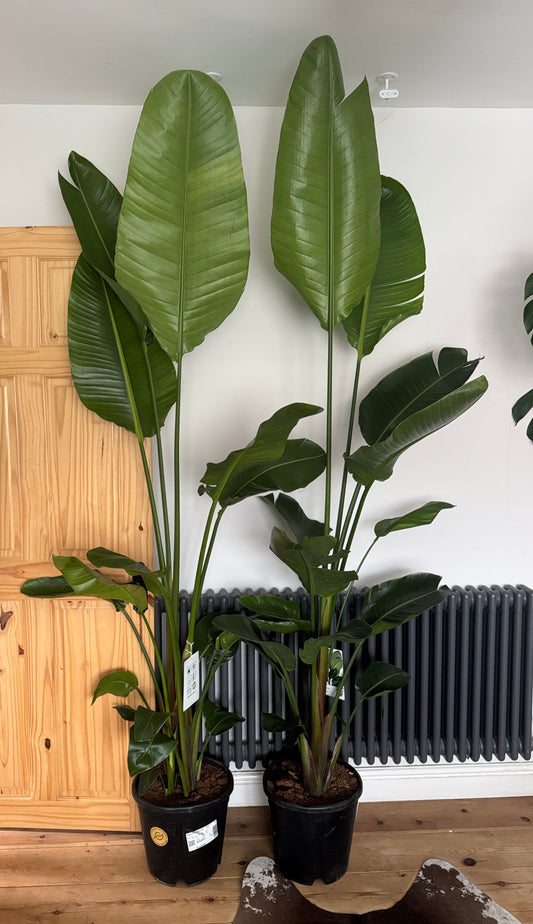 220cm Strelitzia Nicolai (Bird of Paradise)