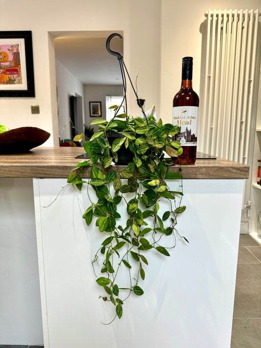 50cm Dischidia Ovata Watermelon