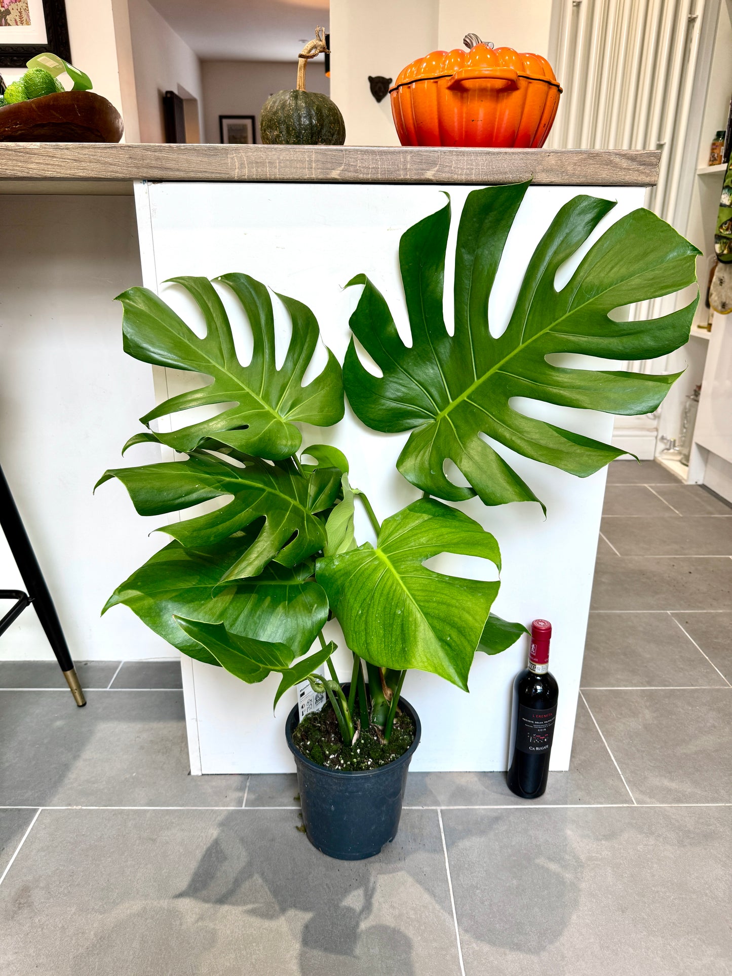 90cm Monstera Deliciosa (Swiss Cheese Plant)