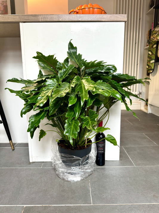 75cm Philodendron Xanadu Shrub